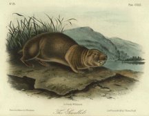 Sewellel